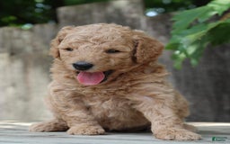 Standard Poodle dogs for sale: Bristol Moyen - Image 2
