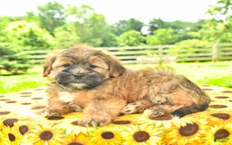 Shorkie dogs for sale: Edwin - Image 4