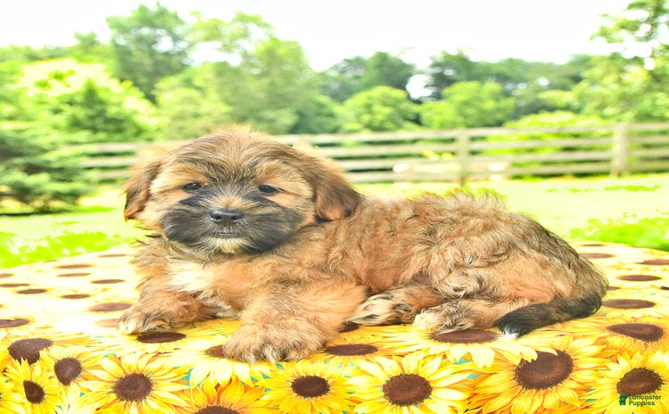 Shorkie dogs - Advert 29
