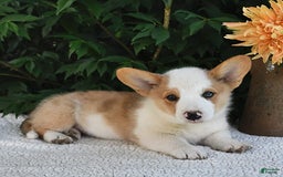 Welsh Corgi Pembroke dogs for sale: Thorne - Image 14