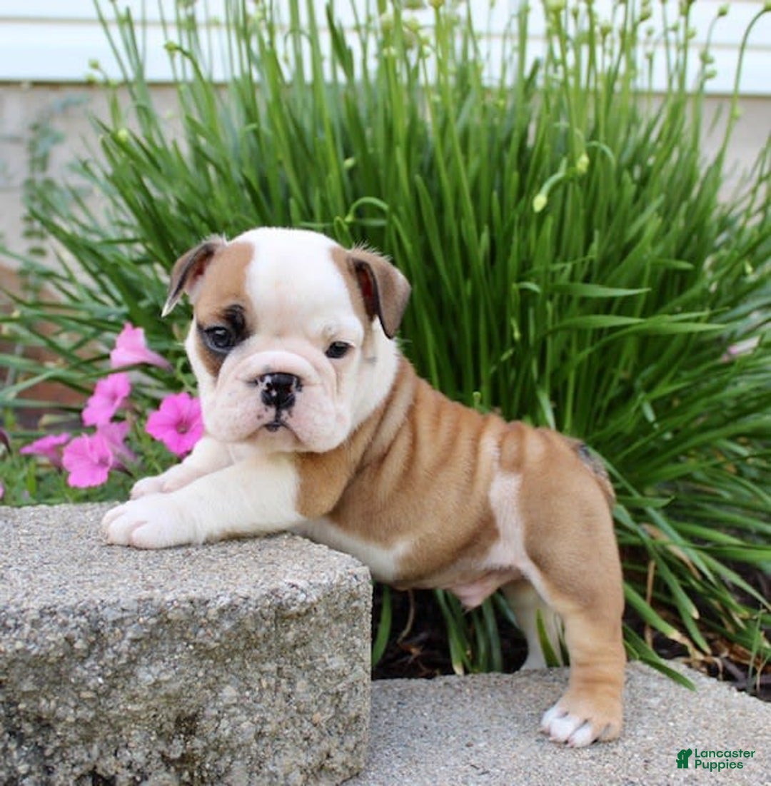 English Bulldog dogs for sale: Winston - Image 12