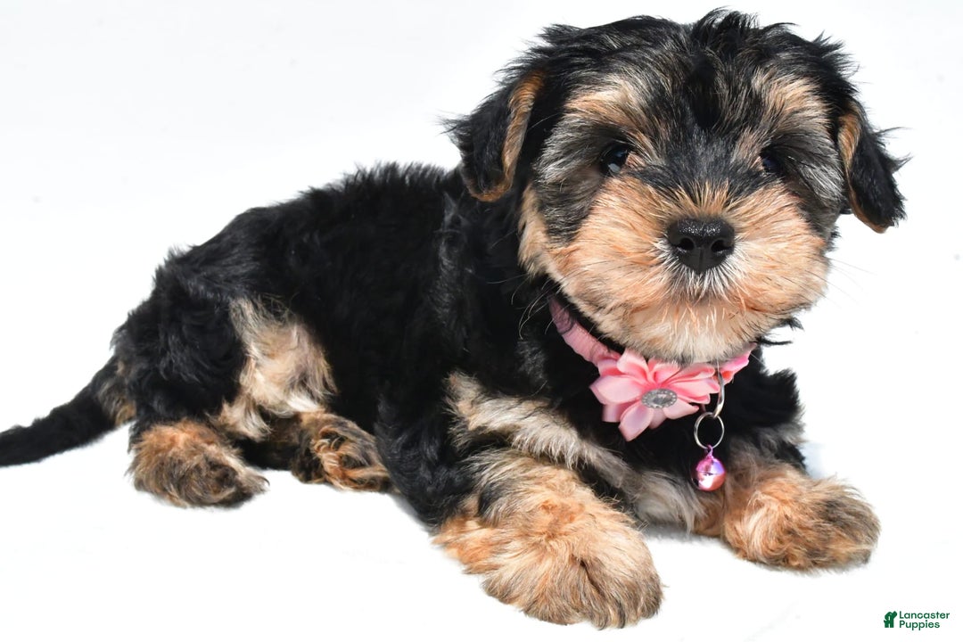 Morkie dogs for sale: Monica - Image 5