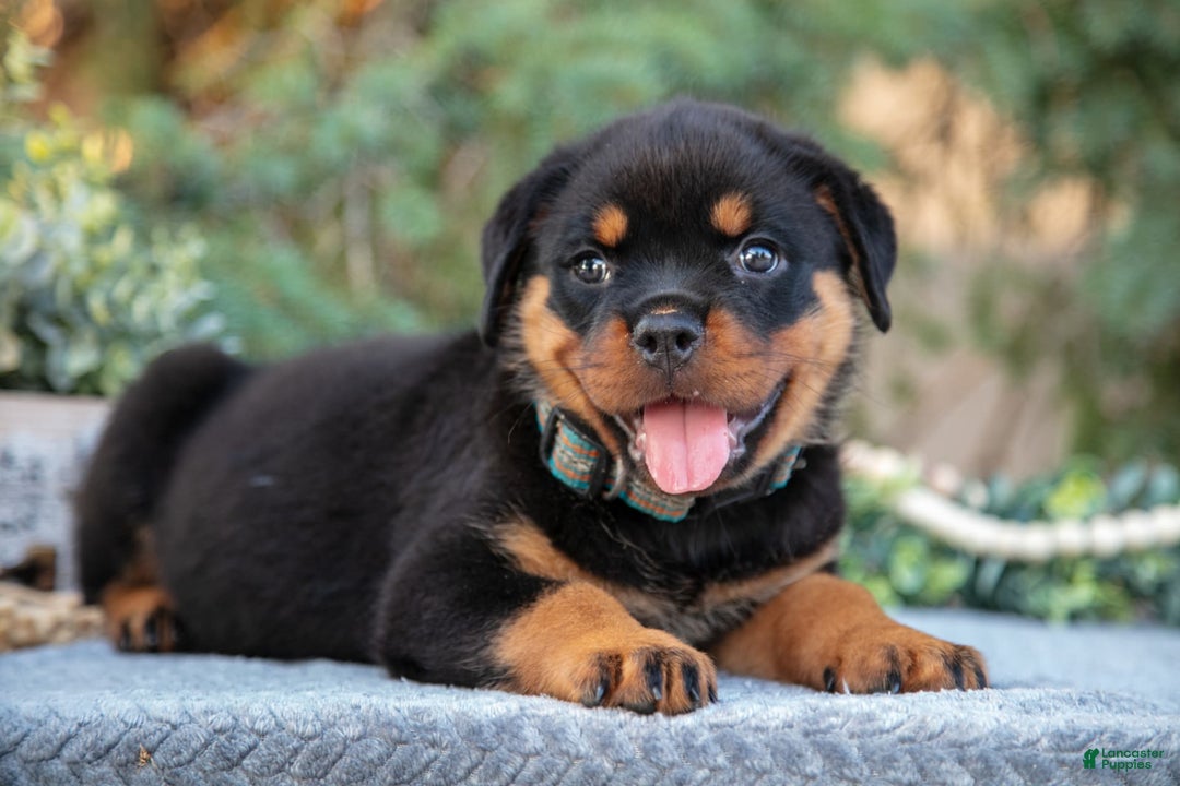 Rottweiler dogs for sale: Kiki - Image 1