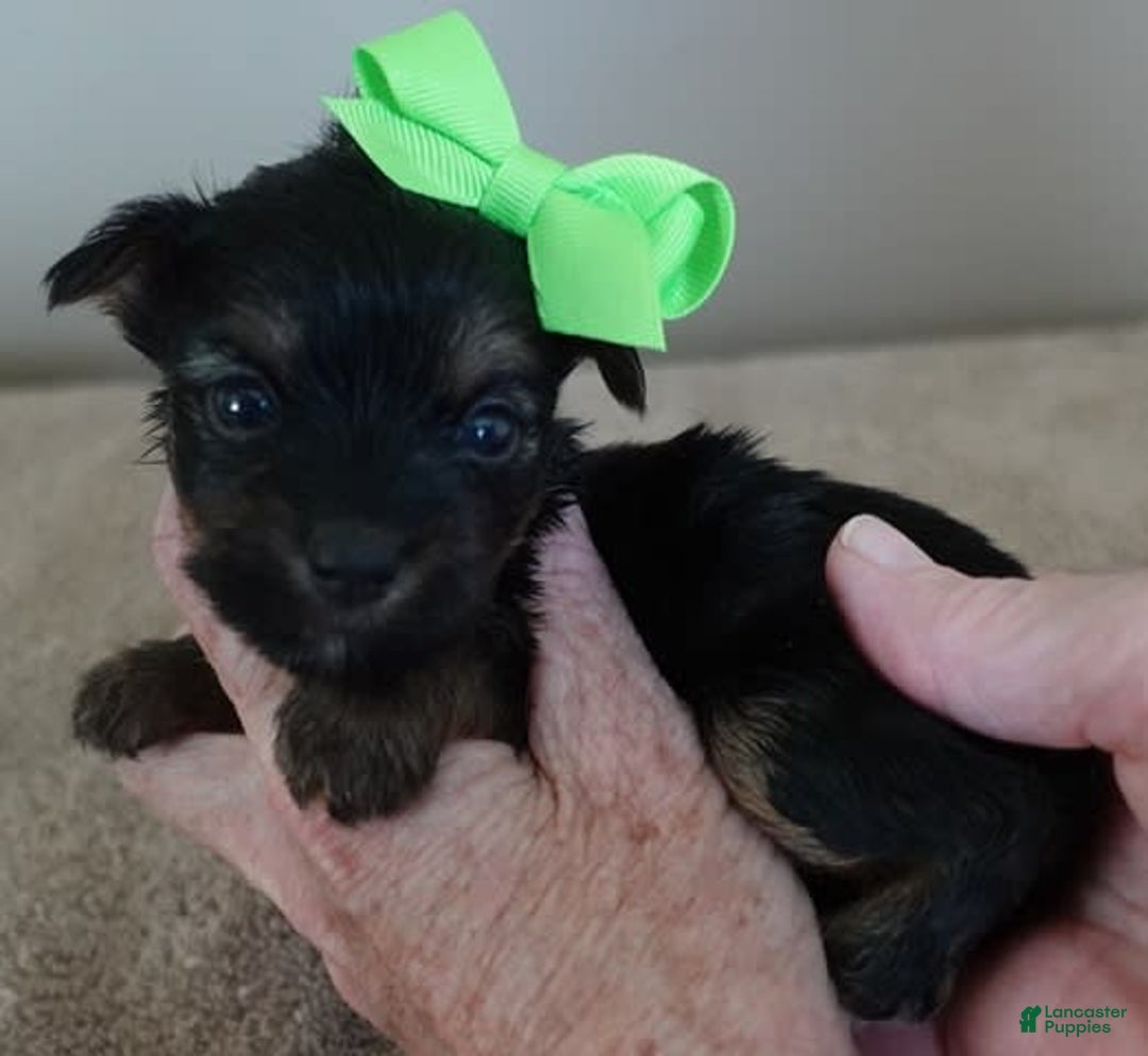 Yorkshire Terrier dogs for sale: Dodge - Image 20