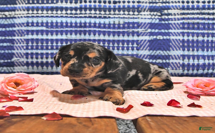 Miniature Dachshund dogs for sale - Ad 1