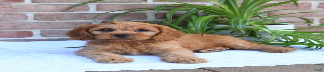 Koda