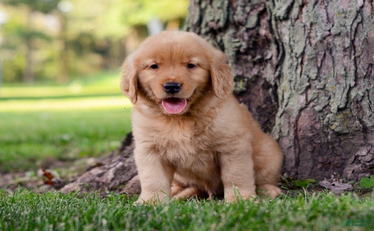 Golden Retriever dogs for sale - Ad 1