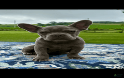 French Bulldog dogs for sale: Sterling - Image 3