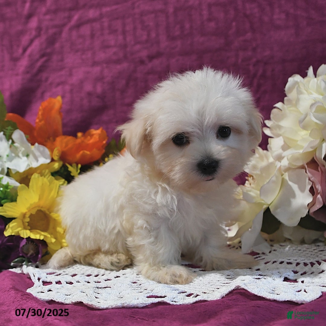 Maltese dogs for sale: Gage - Image 1