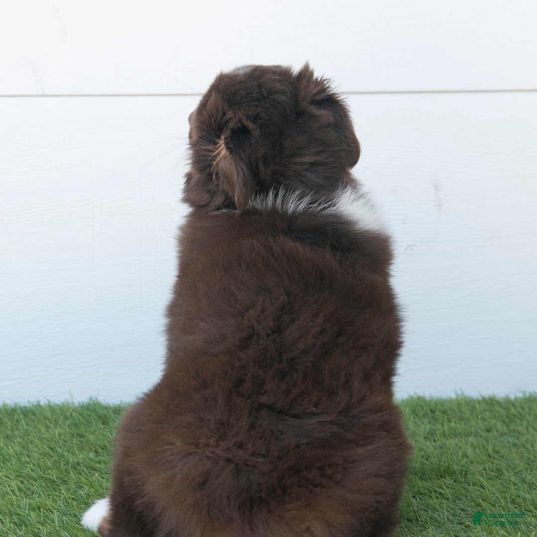 Australian Shepherd dogs for sale: Milo - Image 16