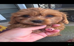 Cavapoo dogs for sale: Theo - Image 4