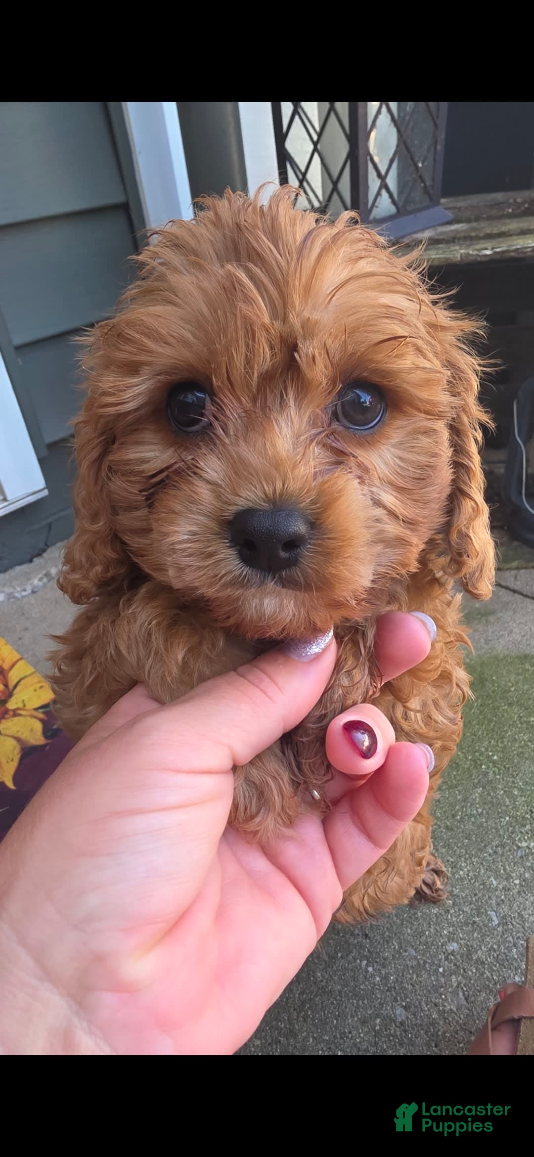 Cavapoo dogs for sale: Theo - Image 4