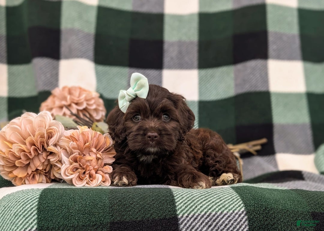 Cockapoo dogs for sale: Kylee - Image 6