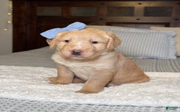 Labradoodle dogs for sale: Caramel - Image 5