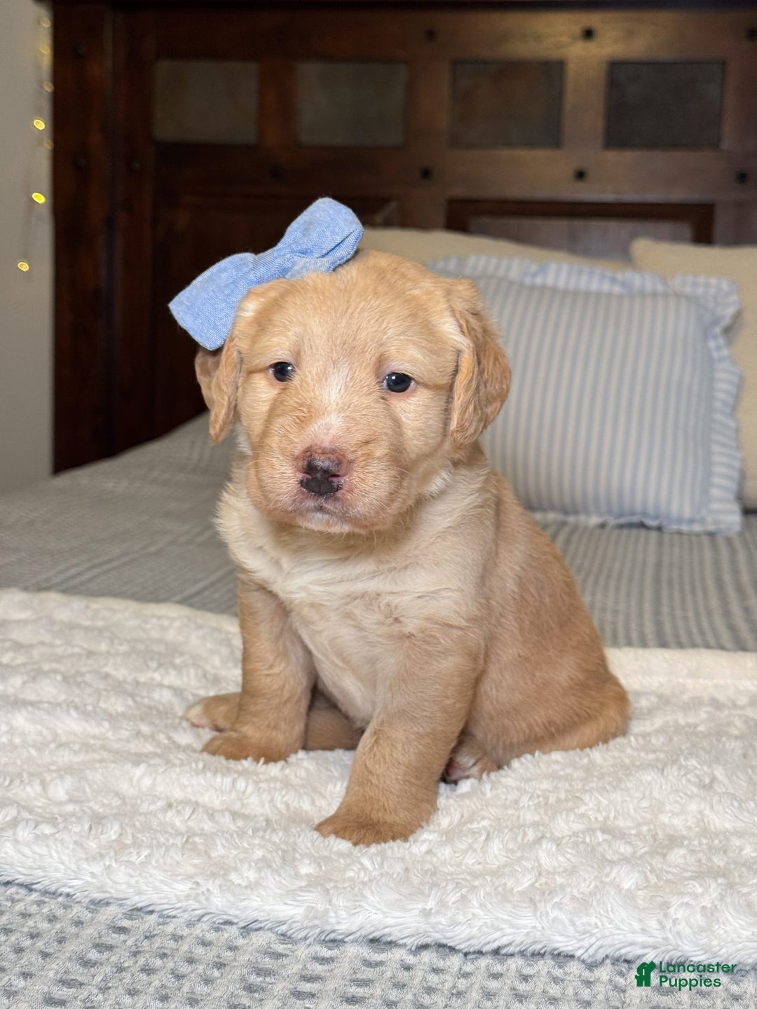 Labradoodle dogs for sale: Caramel - Image 5