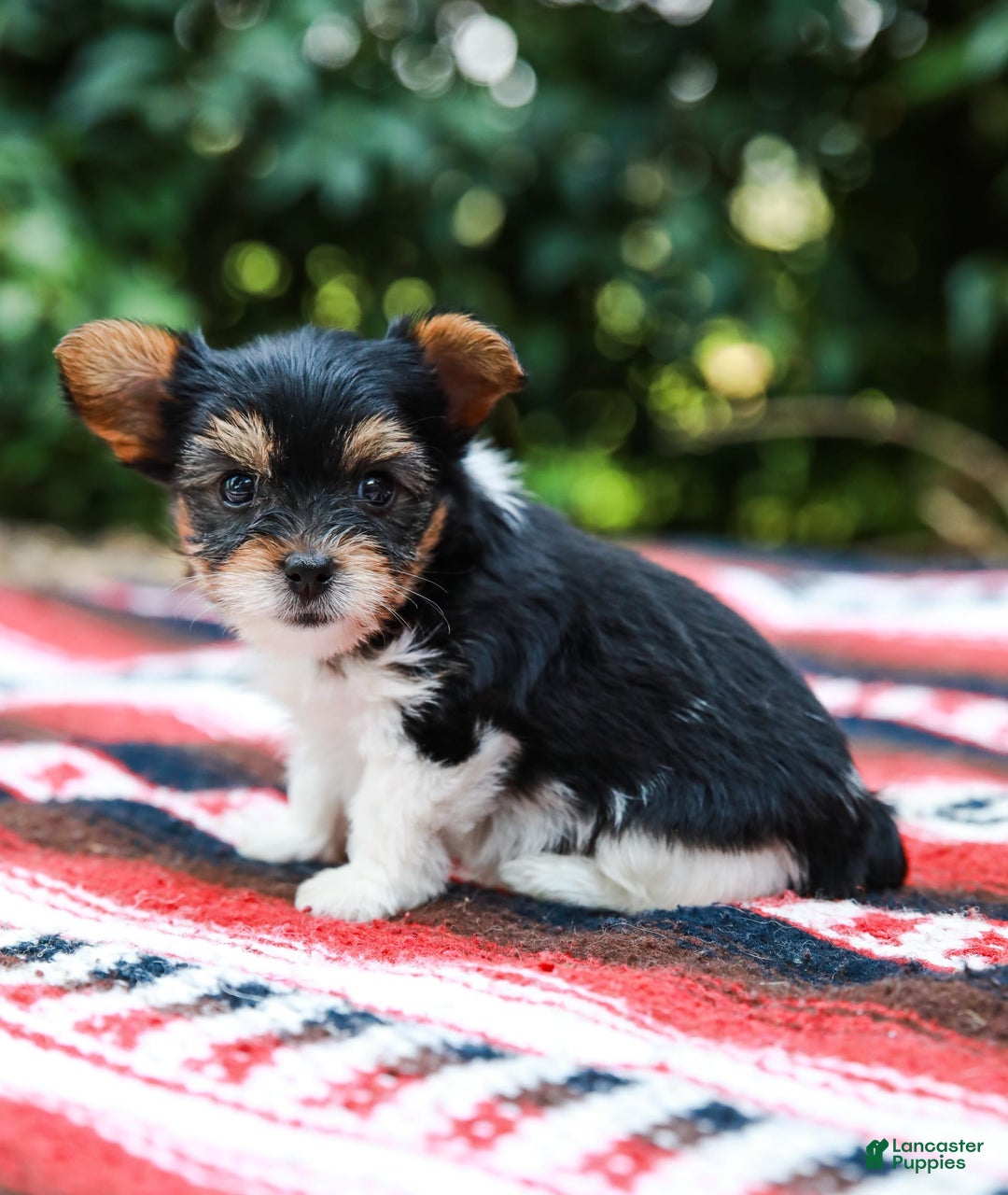 Yorkshire Terrier dogs for sale: Teddy Teacup - Image 3