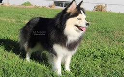 Pomsky dogs for sale: Cardinal - Image 3