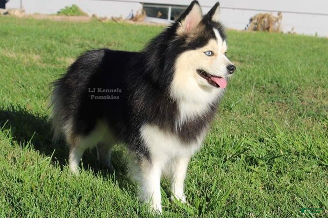 Pomsky dogs for sale: Cardinal - Image 3