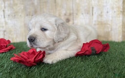 Golden Retriever dogs for sale: Chevelle - Image 4