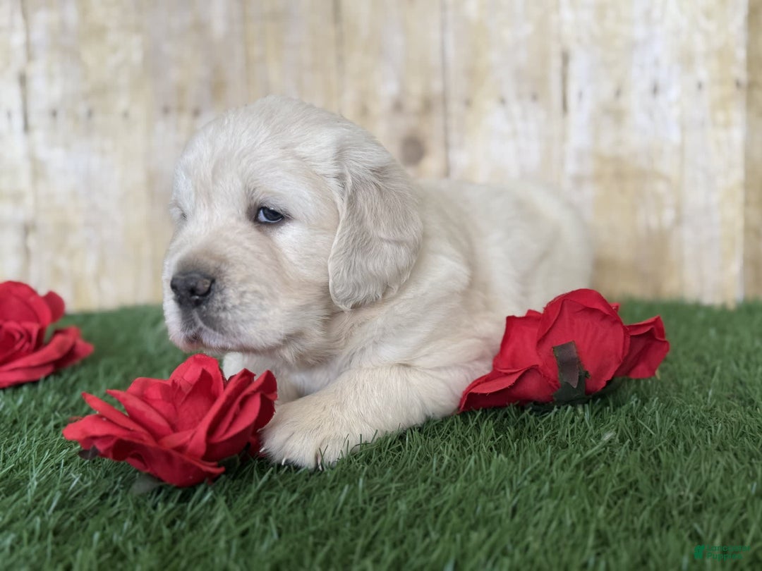 Golden Retriever dogs for sale: Chevelle - Image 4