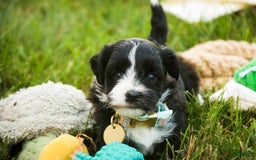 Havanese dogs for sale: Roo - Image 6