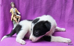 Border Collie dogs for sale: Fasti - Image 8