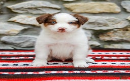 Australian Shepherd dogs for sale: River - Image 2