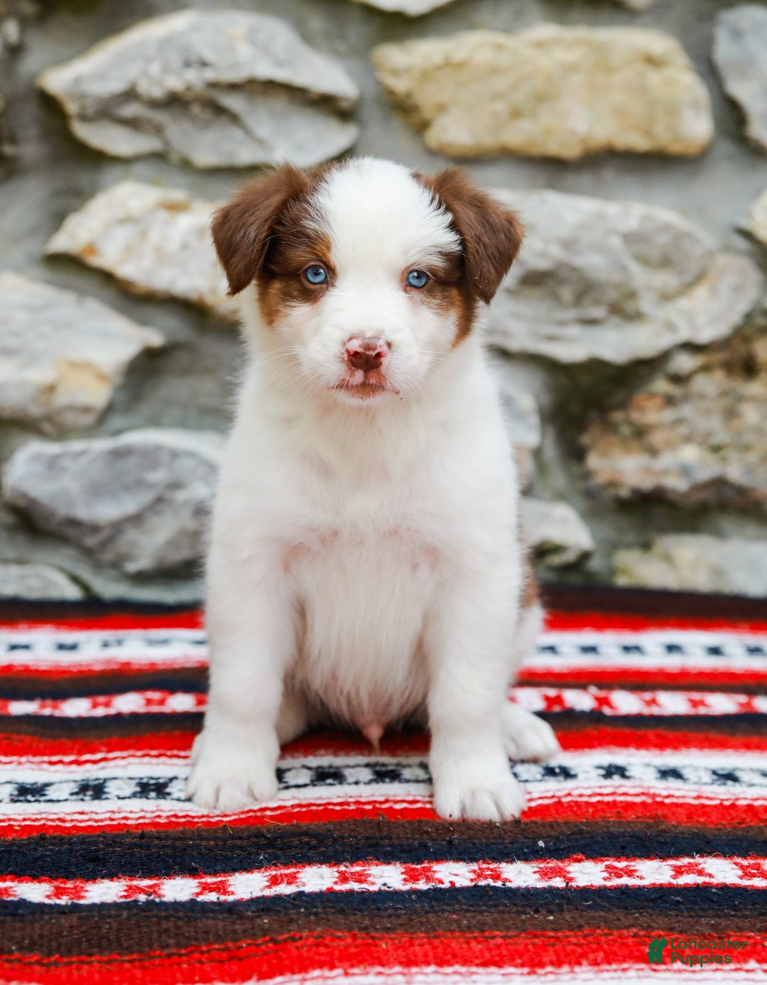 Australian Shepherd dogs for sale: River - Image 2
