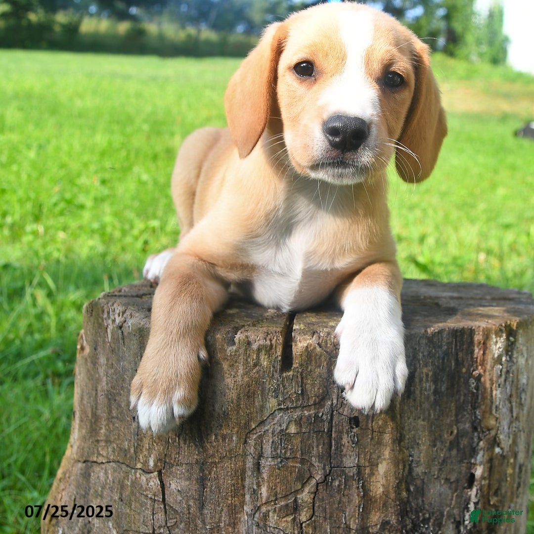 Golden Retriever dogs for sale: Sparky - Image 1
