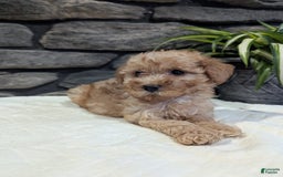 Miniature Poodle dogs for sale: Benson - Image 1