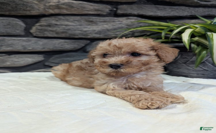 Miniature Poodle dogs for sale - Ad 2