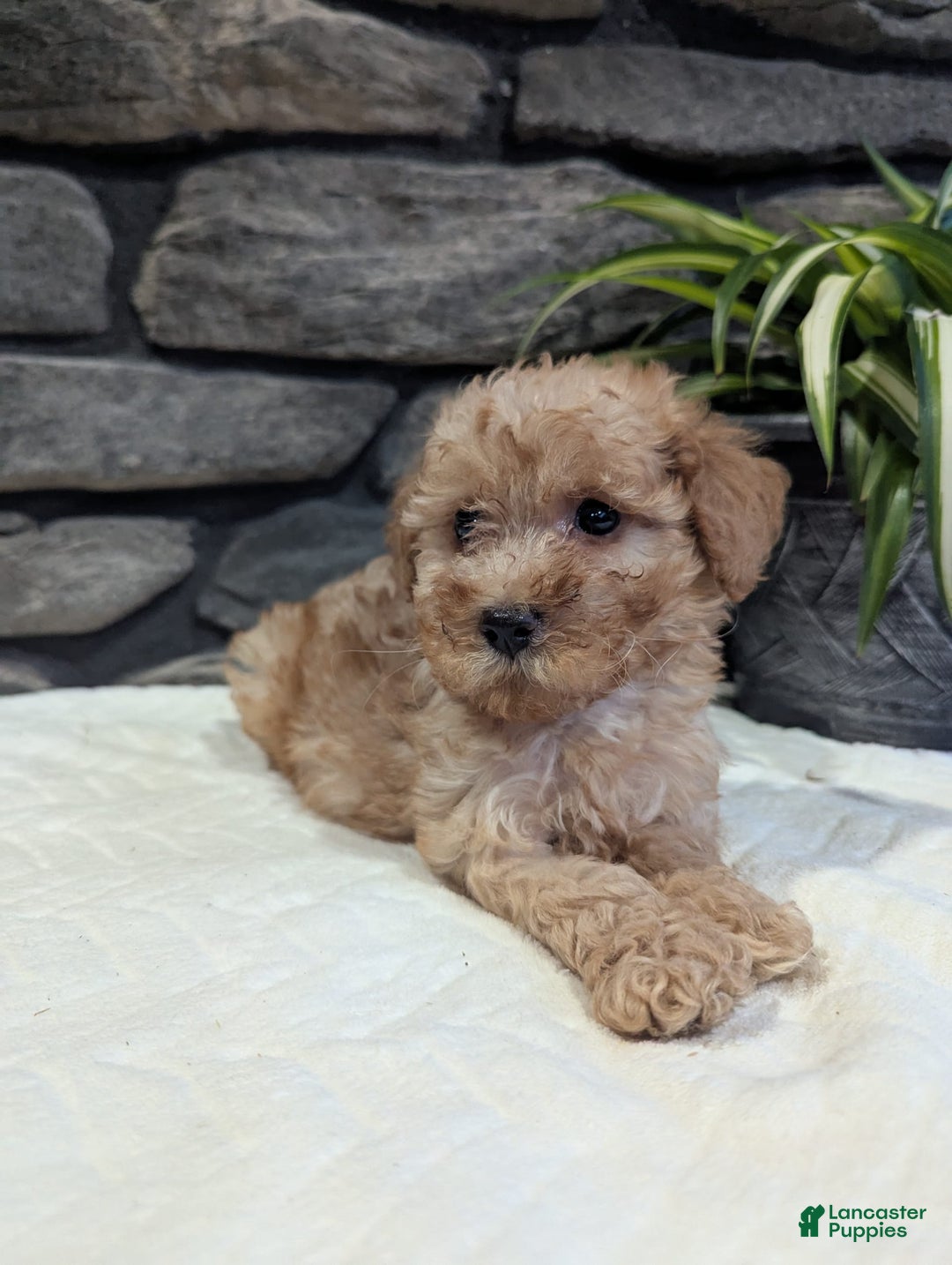Miniature Poodle dogs for sale: Benson - Image 1