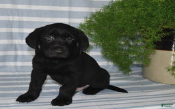 Labrador Retriever dogs for sale: Cody - Image 2