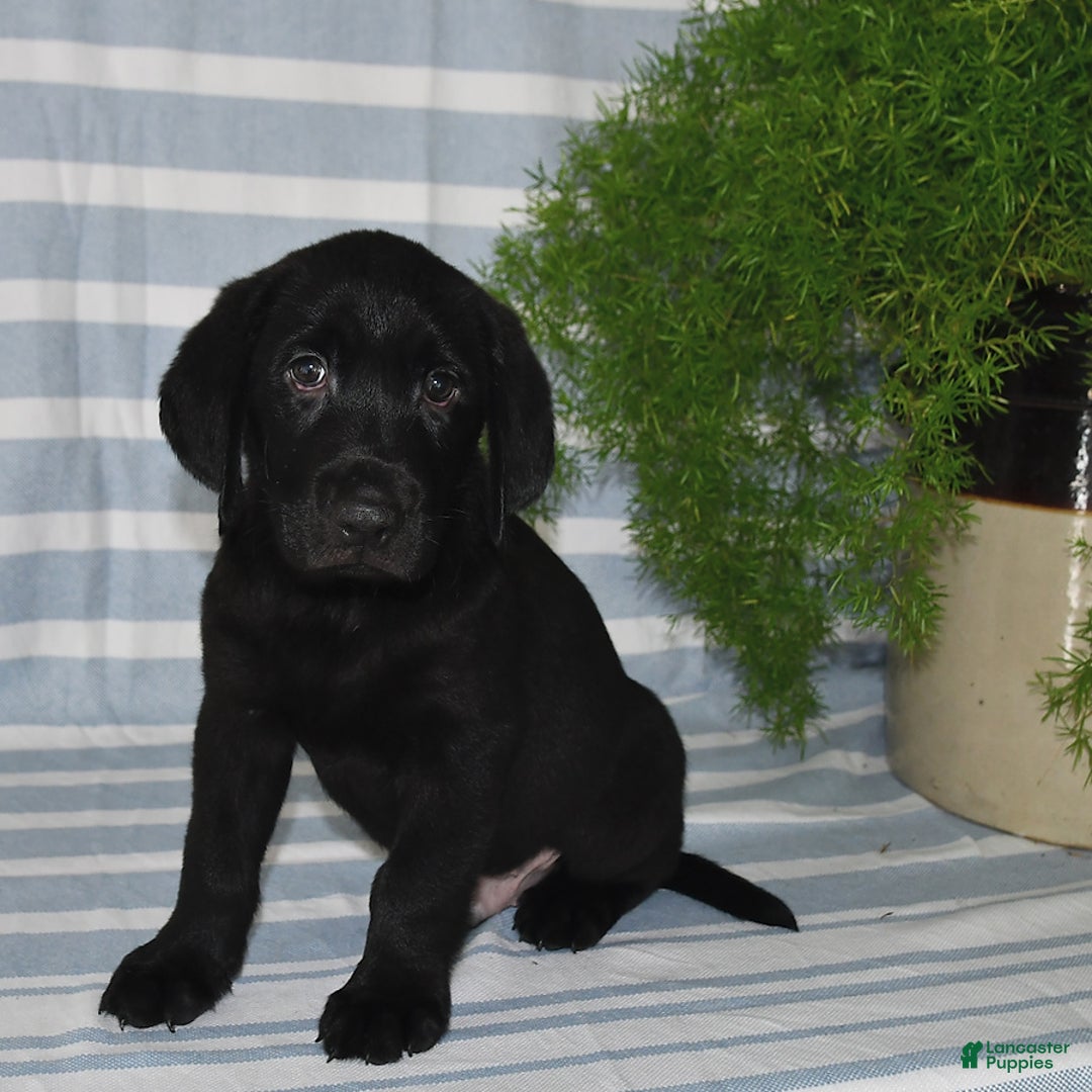 Labrador Retriever dogs for sale: Cody - Image 2