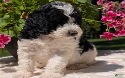 Mini Bernedoodle dogs for sale: Sophie - Image 4
