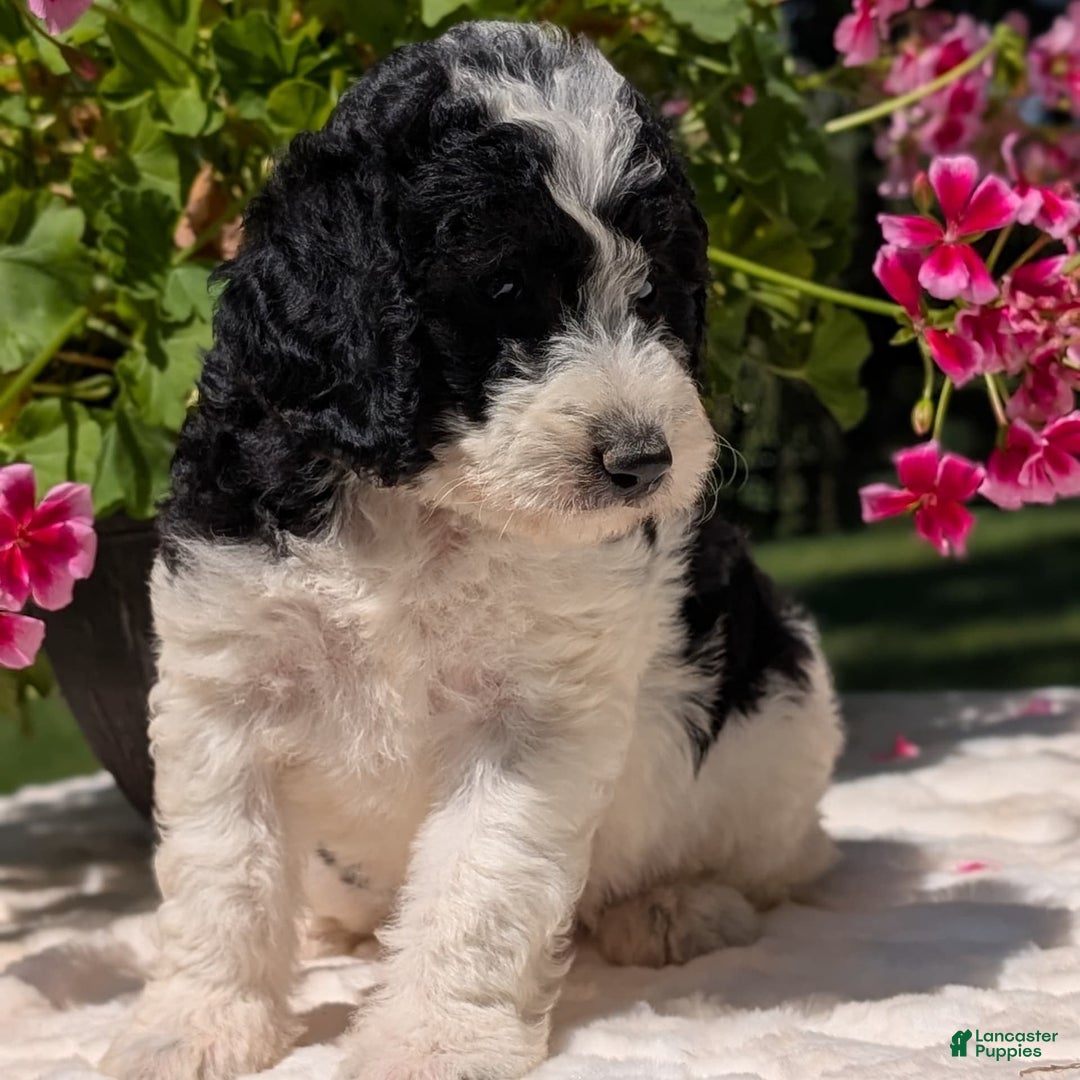 Mini Bernedoodle dogs for sale: Sophie - Image 4