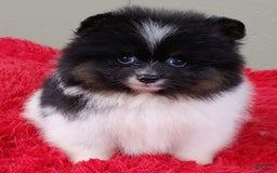 Pomeranian dogs for sale: Flip - Image 1