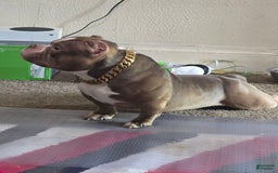 American Bully dogs for sale: France - Image 6