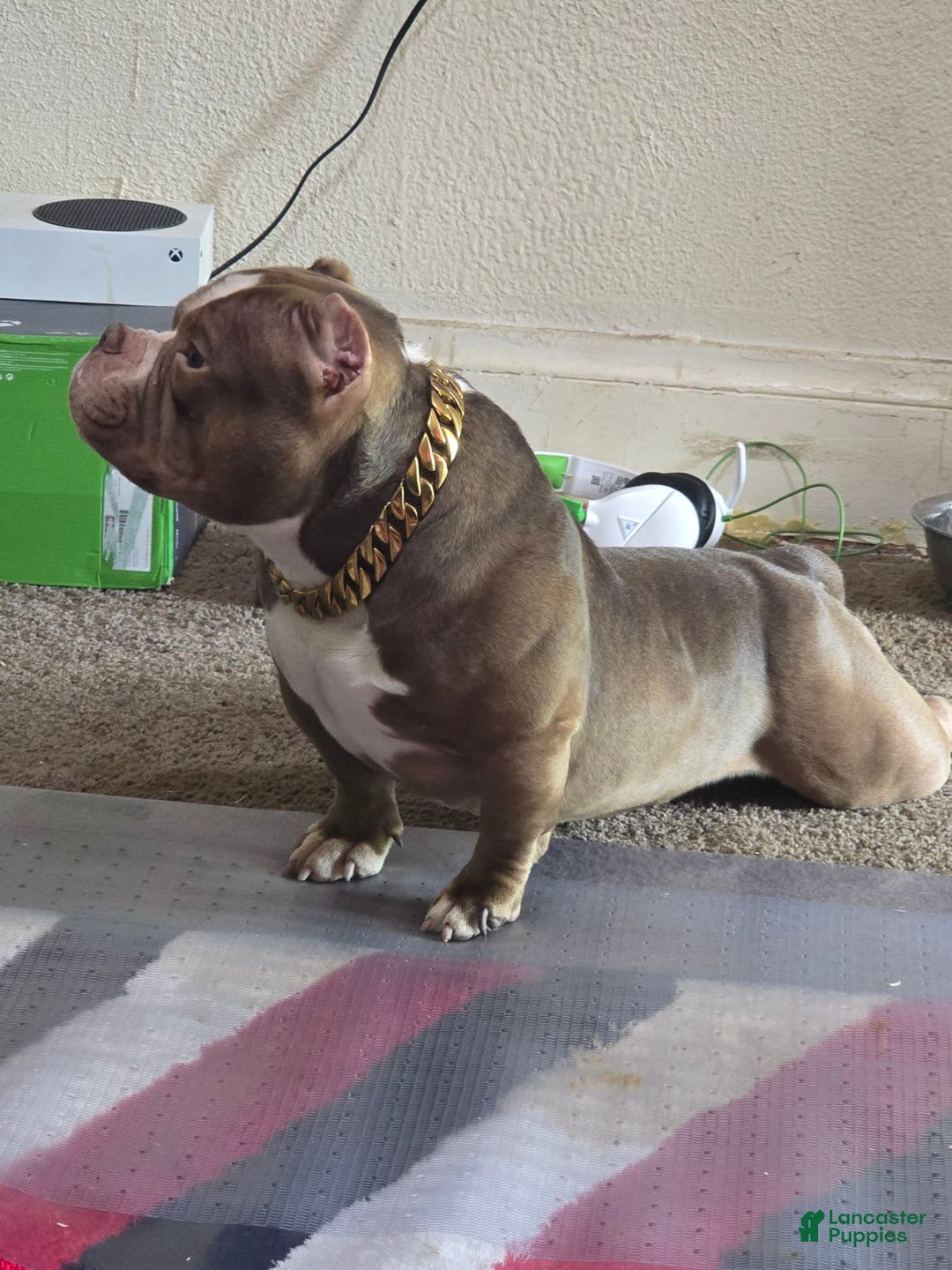 American Bully dogs for sale: France - Image 6
