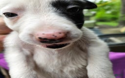 Border Collie dogs for sale: Bambi - Image 15