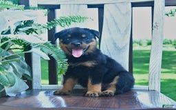 Rottweiler dogs for sale: Patrick - Image 4