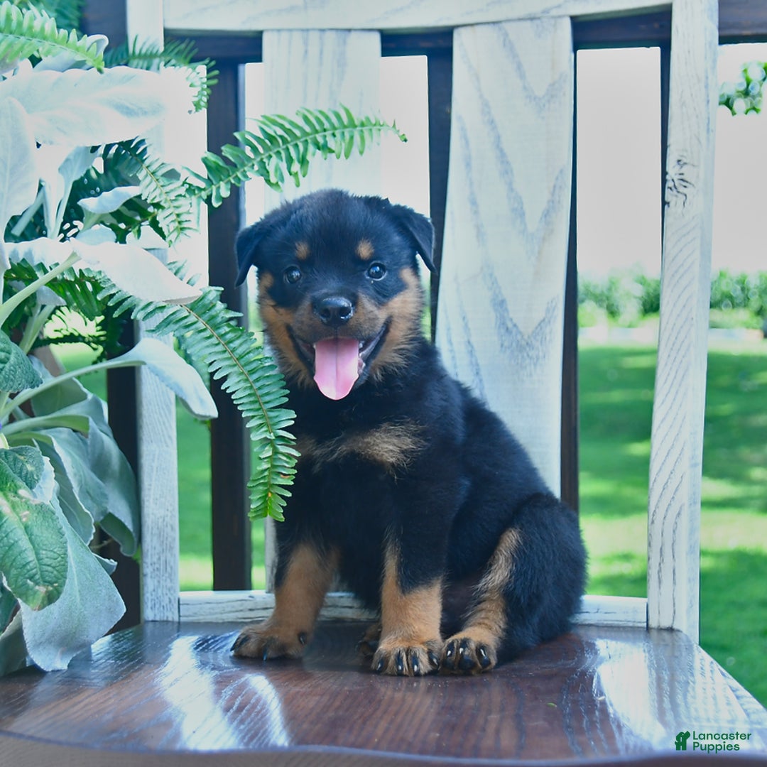 Rottweiler dogs for sale: Patrick - Image 4