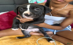 American Pit Bull Terrier dogs for sale: Cookie - Image 3