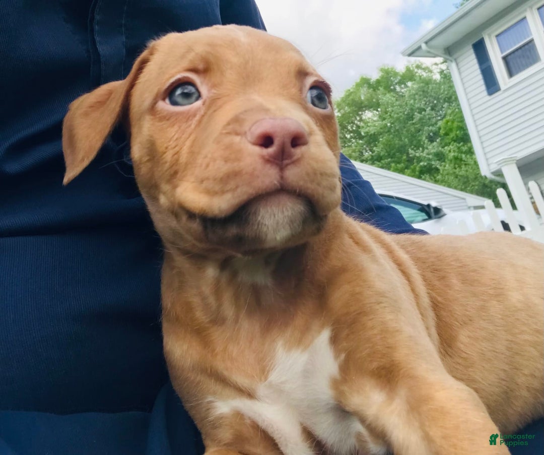 American Staffordshire Terrier dogs for sale: Fiyero - Image 5