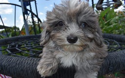 Havapoo dogs for sale: Zorro - Image 17