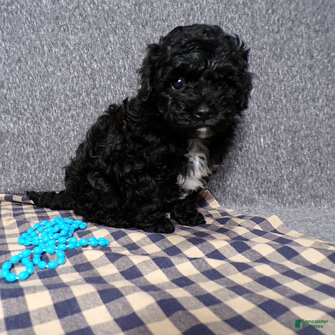 Havapoo dogs for sale: Havapoo 2 puppies - Image 3