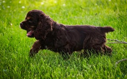 Cocker Spaniel dogs for sale: Dane - Image 6
