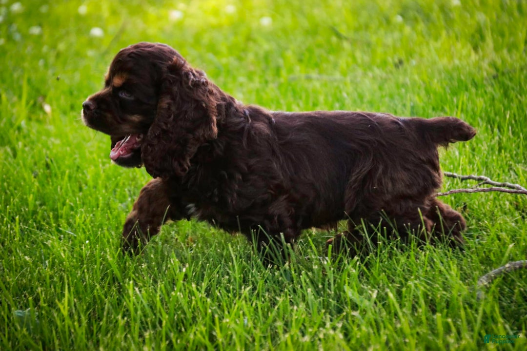Cocker Spaniel dogs for sale: Dane - Image 6