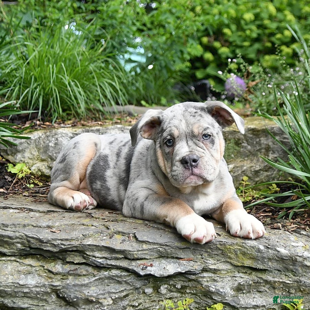 Olde English Bulldogge dogs for sale: Pearl - Image 4
