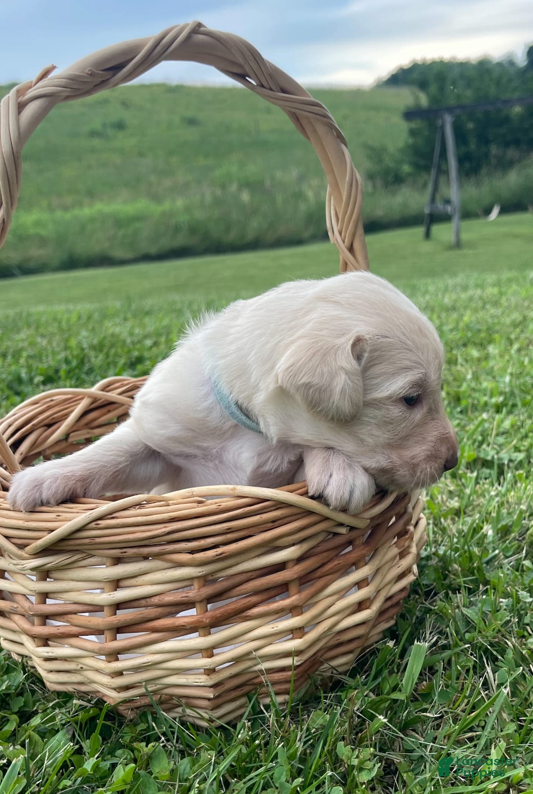 Labradoodle dogs for sale: Bluey - Image 1
